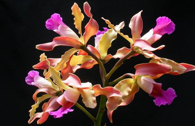 卡特兰的养殖办法