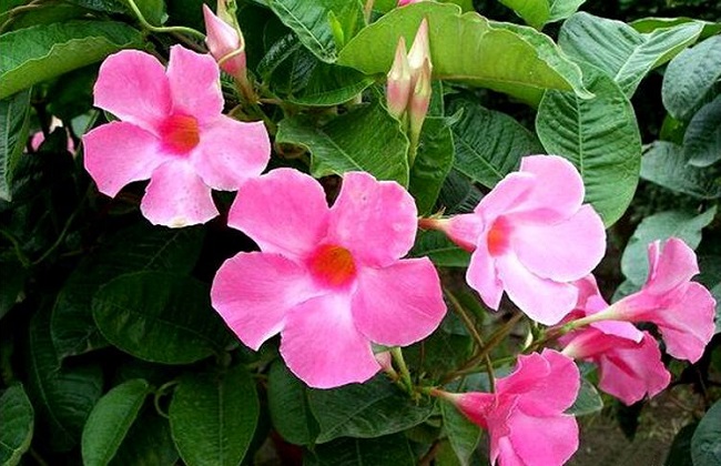 飘香藤的养殖办法和注意些什么