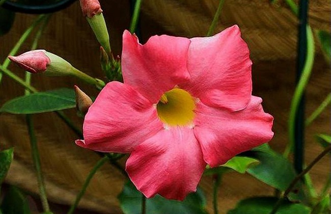 飘香藤的养殖办法和注意些什么