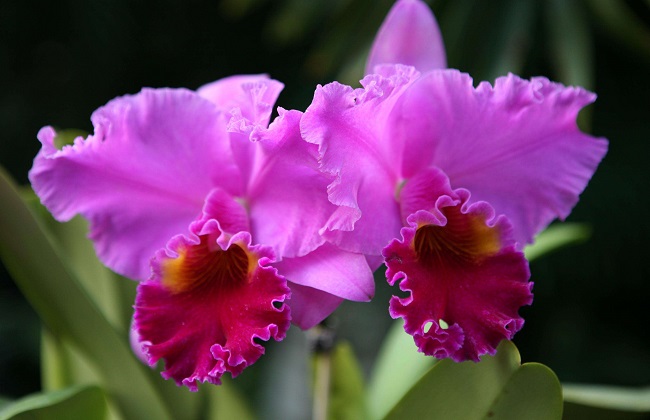 卡特兰的养殖办法