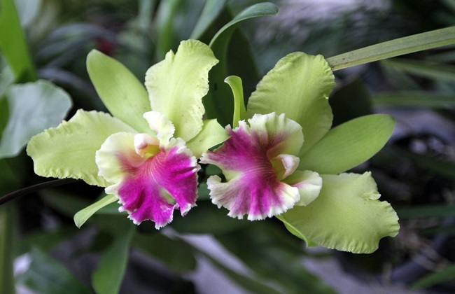 卡特兰的养殖办法