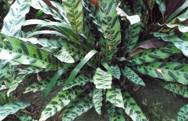 箭羽竹芋的养殖办法和注意些什么