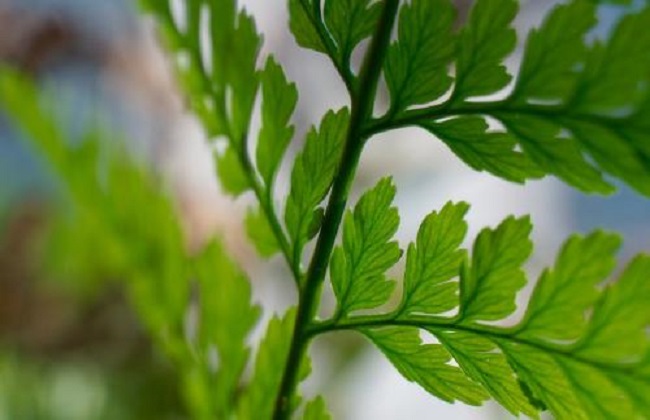 狼尾蕨的养殖办法和注意些什么