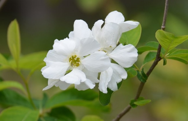 白鹃梅的养殖办法和注意些什么