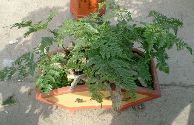 狼尾蕨的养殖办法和注意些什么