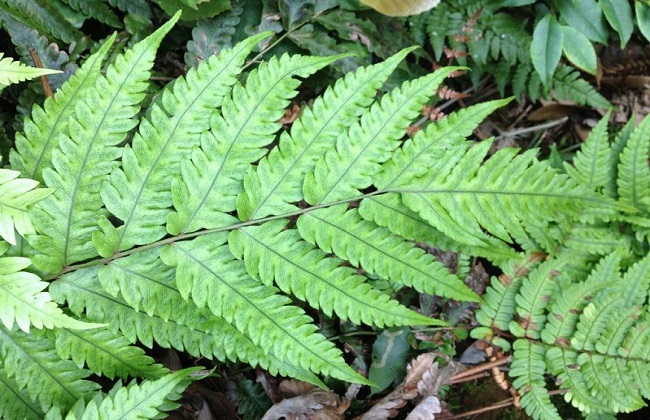 狼尾蕨的养殖办法和注意些什么