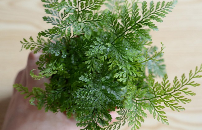 狼尾蕨的养殖办法和注意些什么