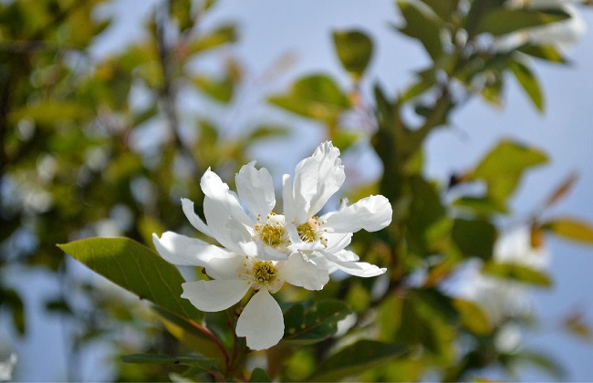 白鹃梅的养殖办法和注意些什么