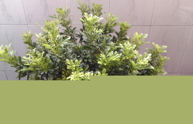 米兰叶子发黑解决办法