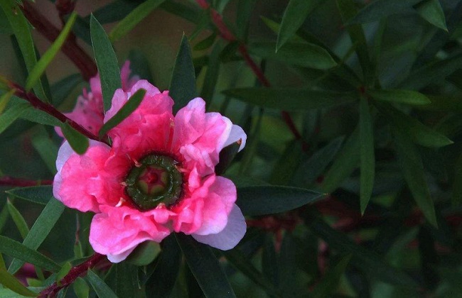 松红梅叶子干枯卷起解决办法