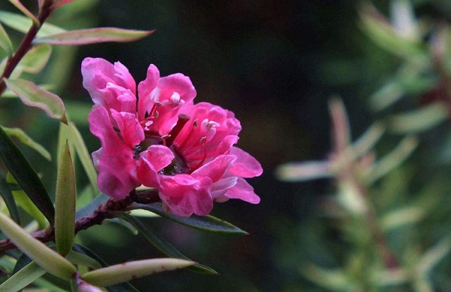 松红梅叶子干枯卷起解决办法