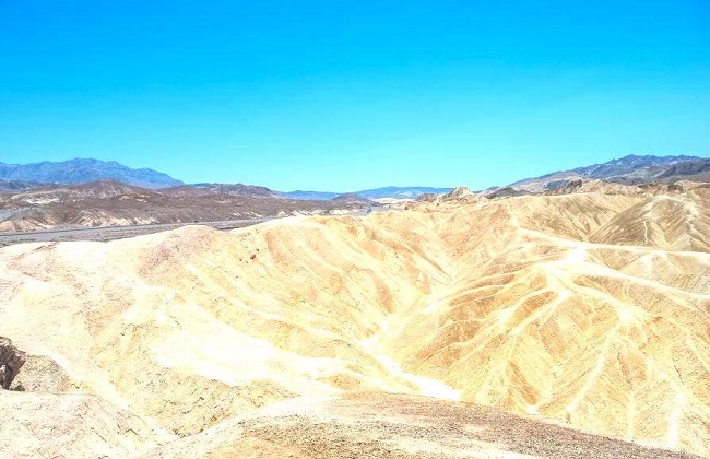 松红梅叶子干枯卷起解决办法