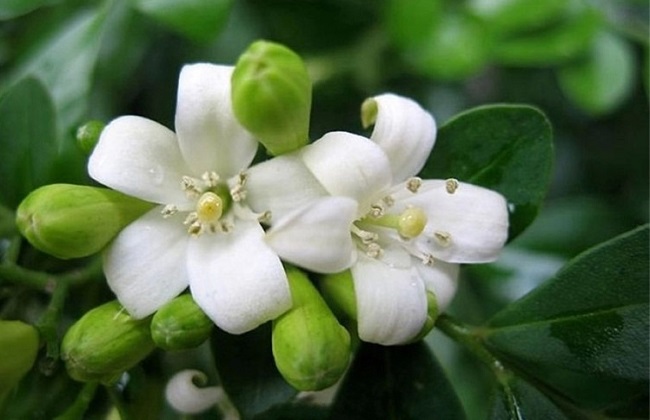 米兰叶子发黑解决办法