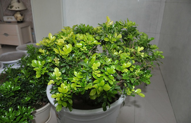 米兰叶子发黑解决办法