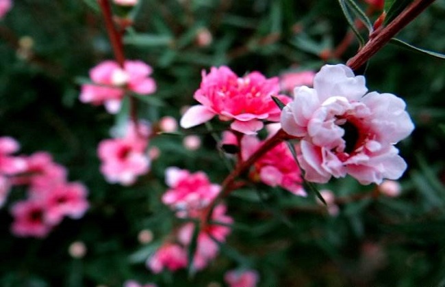 松红梅的养殖办法和注意些什么