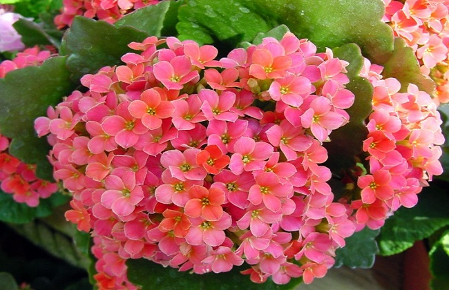 长寿海棠和长寿花区别