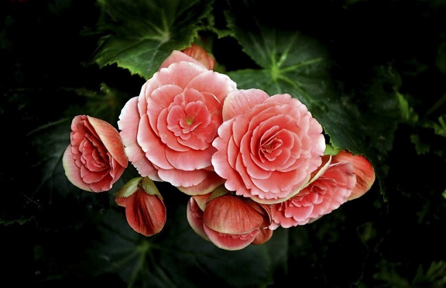 丽格海棠叶卷边是啥原因