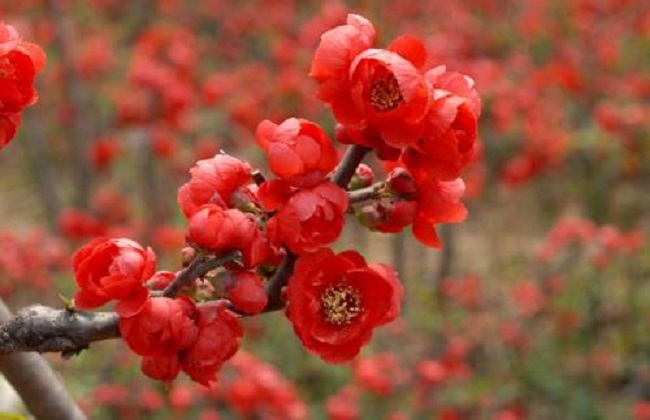 长寿海棠和长寿花区别