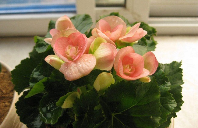 丽格海棠叶卷边是啥原因