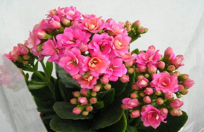 长寿海棠和长寿花区别