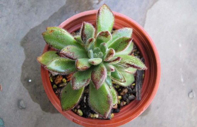 红辉艳的养殖办法和注意些什么