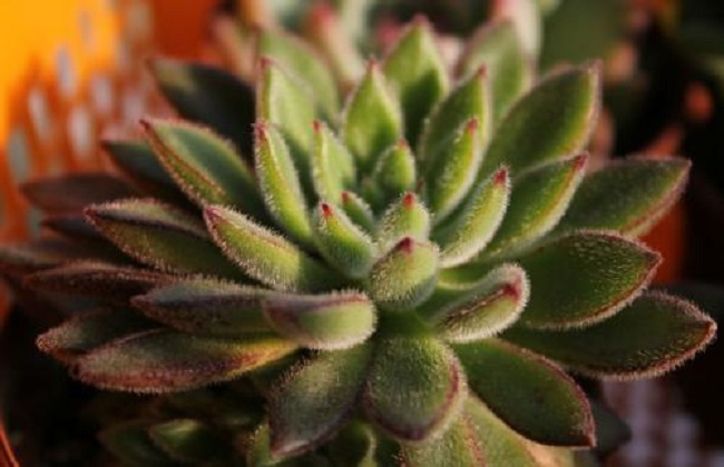 红辉艳的养殖办法和注意些什么