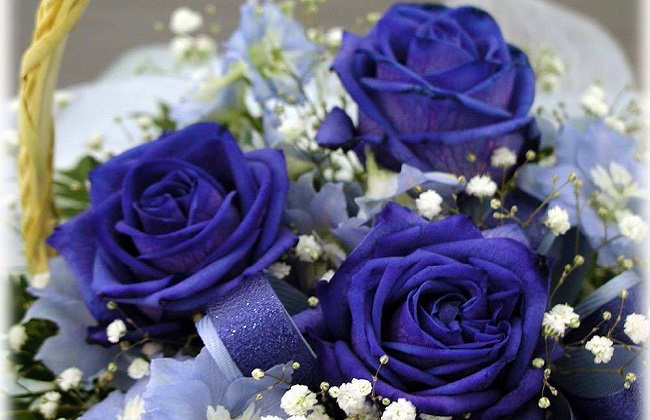 表白送什么花好