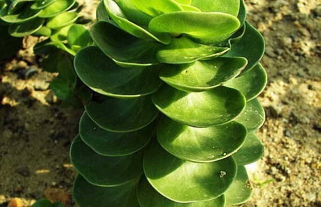 金钱木叶子发黄解决办法？