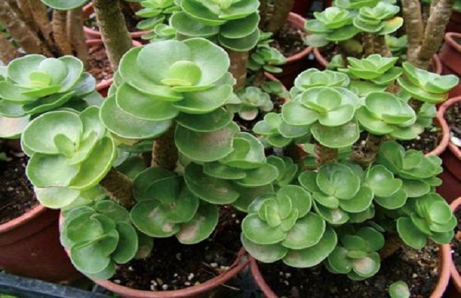 金钱木叶子发黄解决办法？