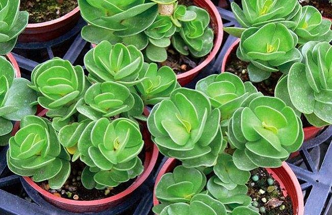 金钱木叶子发黄解决办法？