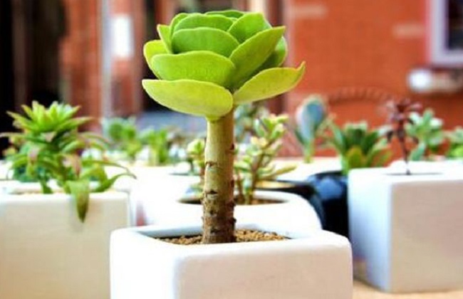 金钱木叶子发黄解决办法？