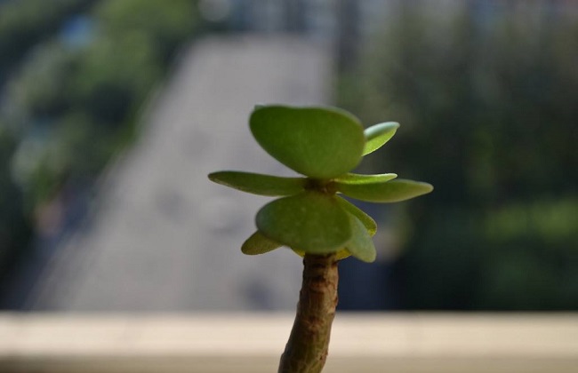 金钱木叶子发黄解决办法？