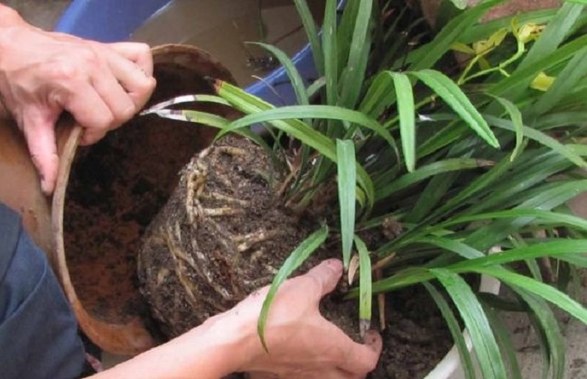 花卉换盆注意些什么