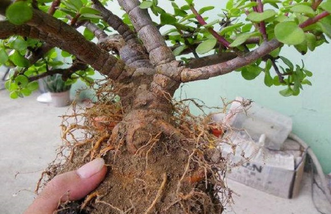 花卉换盆注意些什么