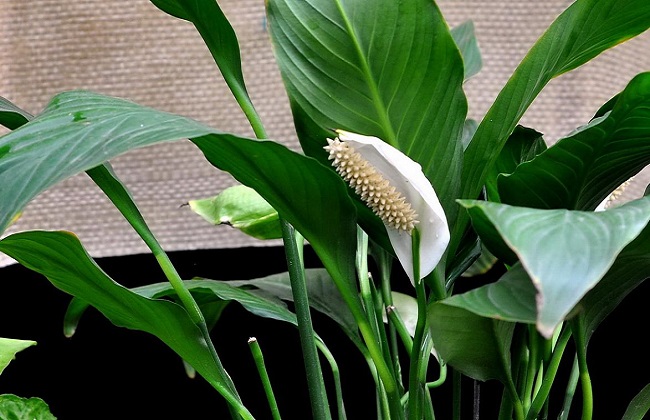 白鹤芋叶子蔫了解决办法?