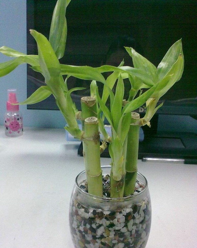 富贵竹养几根最好
