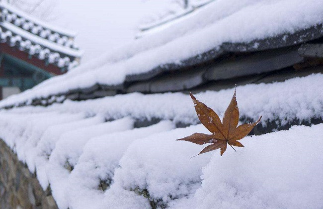 藤本月季越冬办法
