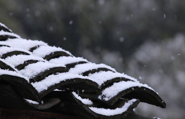 藤本月季越冬办法