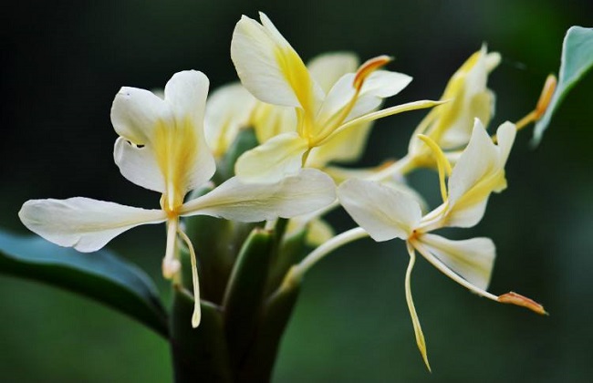 姜花的养殖办法和注意些什么