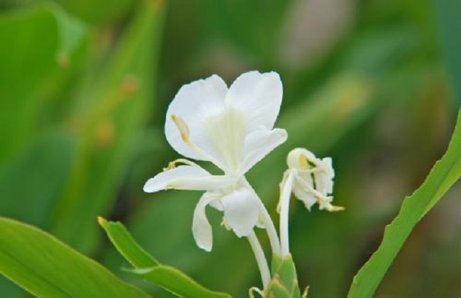 姜花的养殖办法和注意些什么