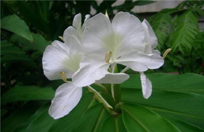 姜花的养殖办法和注意些什么