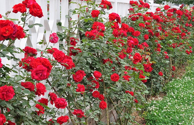 藤本月季怎么修剪