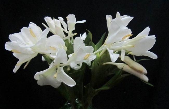 姜花的养殖办法和注意些什么