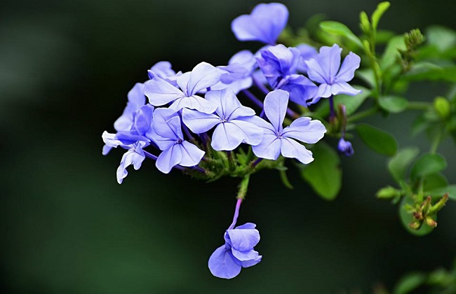 蓝雪花的养殖办法