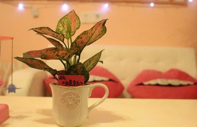 如意皇后的养殖办法