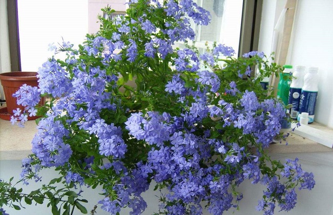 蓝雪花的养殖办法