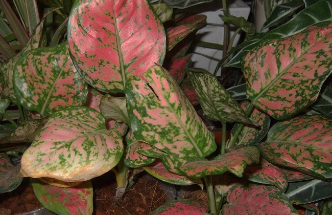 如意皇后的养殖办法