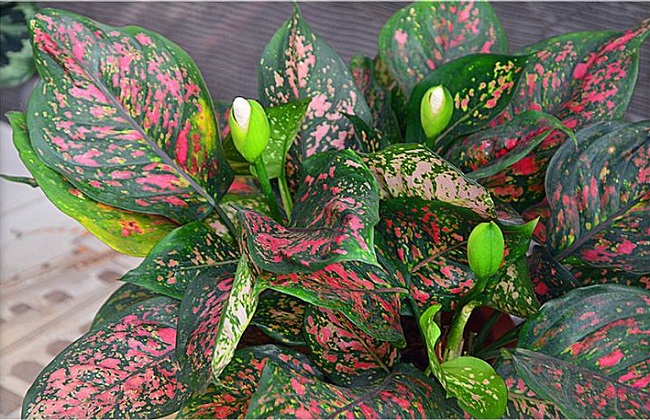 如意皇后的养殖办法