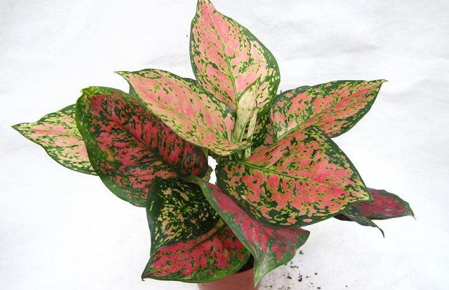 如意皇后的养殖办法