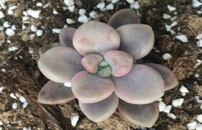 艾伦多肉植物养殖办法